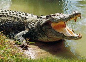 Adventure Tours in Odisha