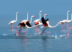 Holiday Tour Packages in Odisha