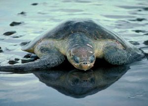 Olive Ridley Tour of Odisha