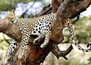 Wildlife Tours in Odisha