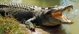 bhitarkanika-national-park