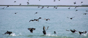 chilika-lake
