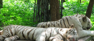 satkosia-tiger-reserve